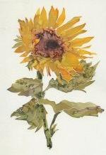 Helianthus[2]