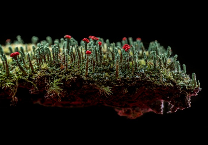 Cladonia Forest by Matthew Cicanese
