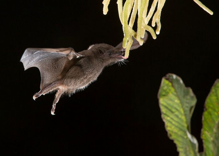 Anoura Geoffrey's Tailless Bat by Nicolas Reuse