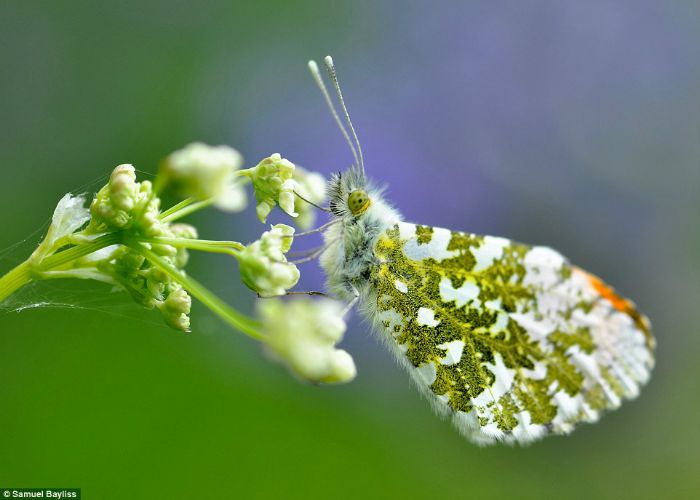 Orange Tipped Butterfly by Samuel Bayliss