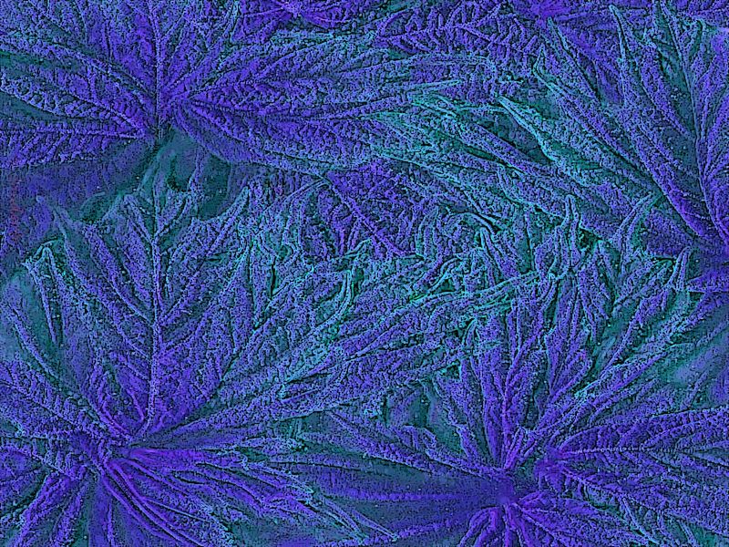 Chosnider by bevsnider