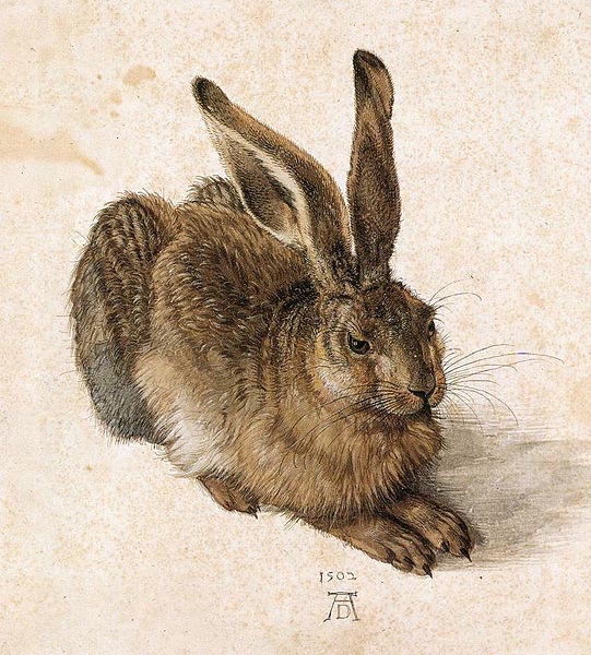 young-hare-albrecht-durer